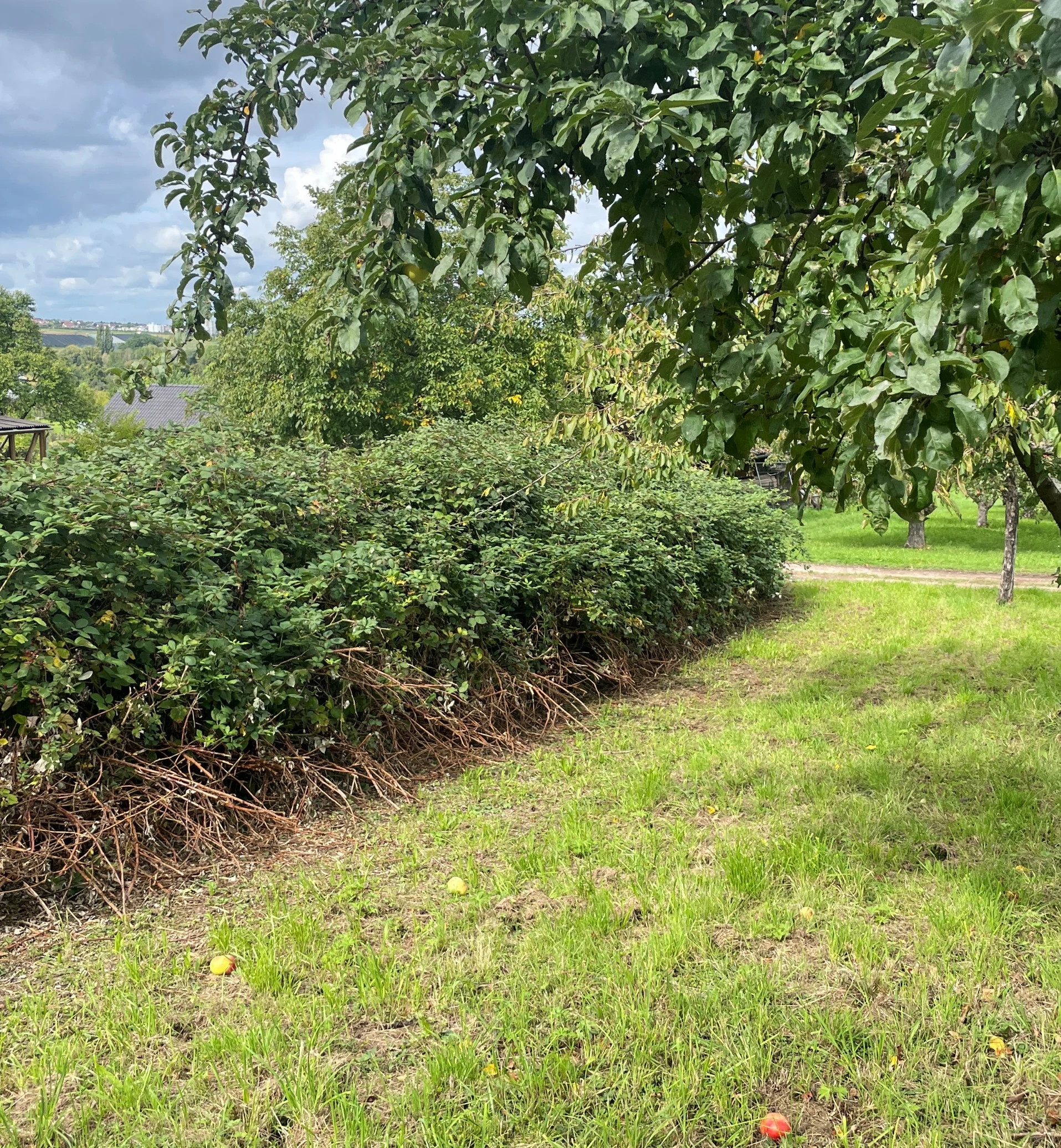 Streuobstwiese im Remstal